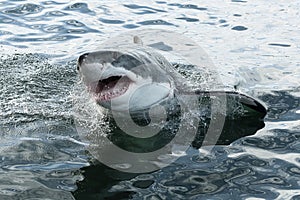 Great white shark