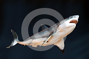 El gran blanco tiburón 