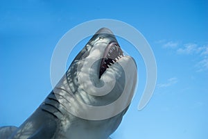 Great White Shark