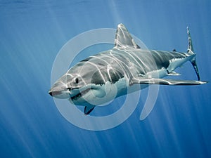 Great white shark