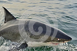 Great White Shark in an attack