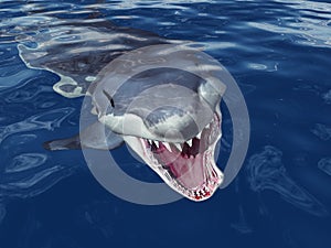 Great White Shark Attack