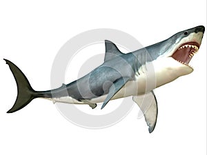 Great White Shark Attack photo