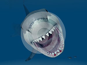 Great White Shark Attack