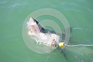 Great White Shark Attacking Decoy 2