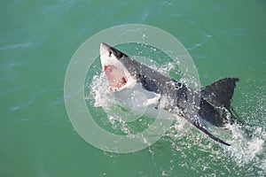 Veľký biely žralok útočiace 4 