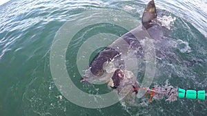 Great white shark attempts to eat tuna bait South Africa