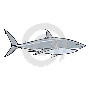 Great white shark Aussie fauna color vector character