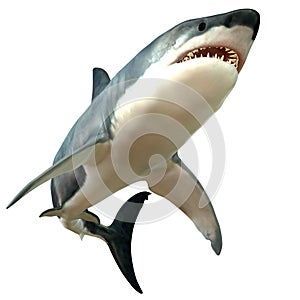 Great White Shark Body photo