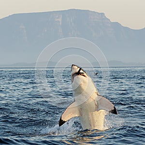 Great White Shark breaching