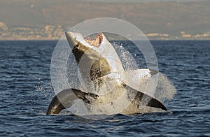 Great White Shark breaching
