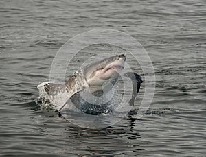 Great white shark breaching