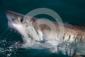 Great white shark