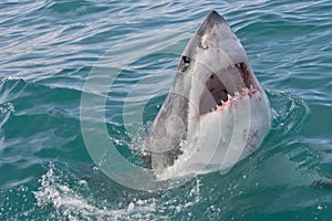 Great White Shark, Carcharodon carcharias