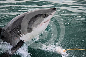 Great White Shark - Carcharodon Carcharias