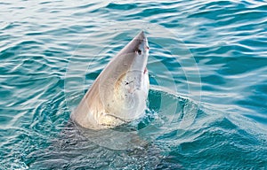 Great White Shark Carcharodon carcharias.