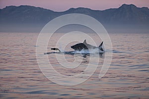 Great White Shark, carcharodon carcharias, Adult Breaching, Hunting a South African Fur Seal, arctocephalus pusillus, False Bay in