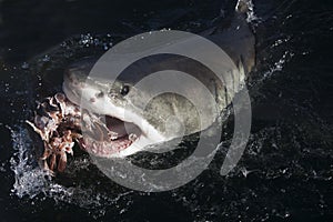 Great White Shark, carcharodon carcharias, Adult eating Tuna Fish, False Bay in South Africa