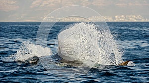 Great White Shark (Carcharodon carcharias) attack