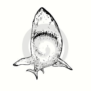 Great white shark Carcharodon carcharias bottom view. Ink black and white drawing.