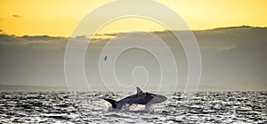 Great White Shark Carcharodon carcharias breaching