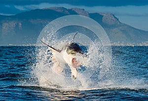 Great White Shark Carcharodon carcharias breaching