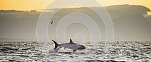 Great White Shark Carcharodon carcharias breaching