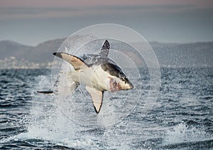 Great White Shark Carcharodon carcharias breaching