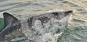 Great White Shark Carcharodon carcharias breaching