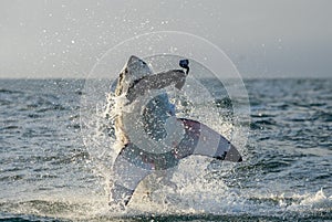 Great White Shark Carcharodon carcharias breaching in an attac