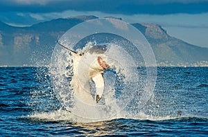 Great White Shark Carcharodon carcharias breaching in an attac