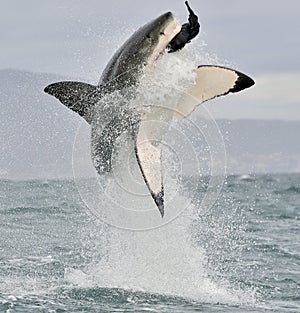 Great White Shark (Carcharodon carcharias) breaching in an attack.