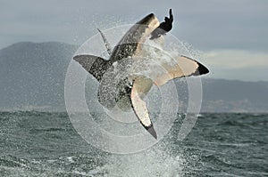 Great White Shark (Carcharodon carcharias) breaching in an attack.