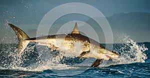 Great White Shark (Carcharodon carcharias) breaching in an attack