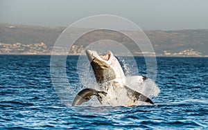 Great White Shark ( Carcharodon carcharias ) breaching in an attack