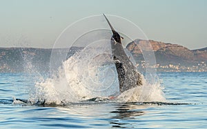 Great White Shark Carcharodon carcharias breaching in an attack