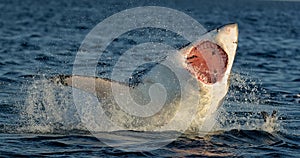 Great White Shark (Carcharodon carcharias) breaching in an attack