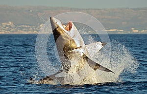 Great White Shark (Carcharodon carcharias) breaching in an attack on seal