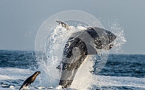 Great White Shark (Carcharodon carcharias) breaching in an attack on seal. Hunting of a Great White Shark (Carcharodon carcharias)