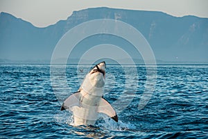 Great White Shark (Carcharodon carcharias) breaching in an attack on seal and swallowed a seal.