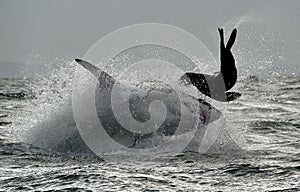 Great White Shark ( Carcharodon carcharias ) breaching in an attack .