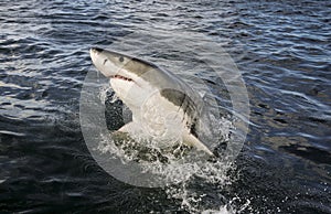 Great white shark Carcharodon carcharias breaching on ocean surface