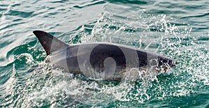 Great White Shark Carcharodon carcharias in ocean water.