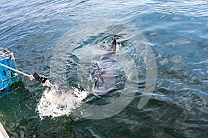 A Great White Shark Carcharodon carcharias swimming around whilst humans cage diving, Seal Island, Mossel Bay