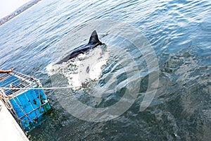 A Great White Shark Carcharodon carcharias swimming around whilst humans cage diving, Seal Island, Mossel Bay