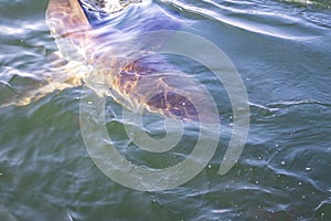 A Great White Shark Carcharodon carcharias swimming around whilst humans cage diving, Seal Island, Mossel Bay