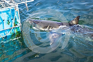 A Great White Shark Carcharodon carcharias swimming around whilst humans cage diving, Seal Island, Mossel Bay