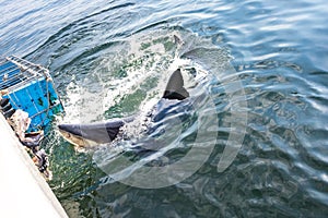 A Great White Shark Carcharodon carcharias swimming around whilst humans cage diving, Seal Island, Mossel Bay