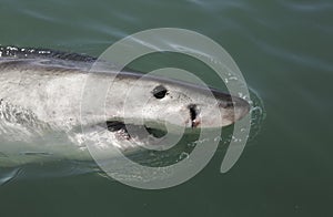 Great white shark Carcharodon carcharias swimming on ocean surface