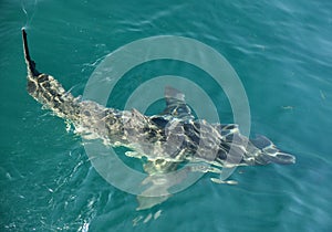 Great White shark (Carcharodon carcharias) in the water.